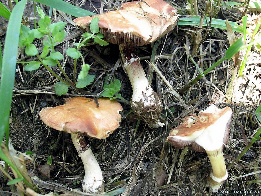 Escursione in un giardino di citt�